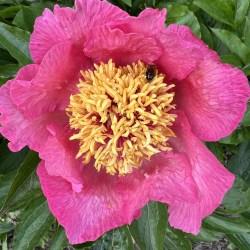 Thumbelina IMG_0873